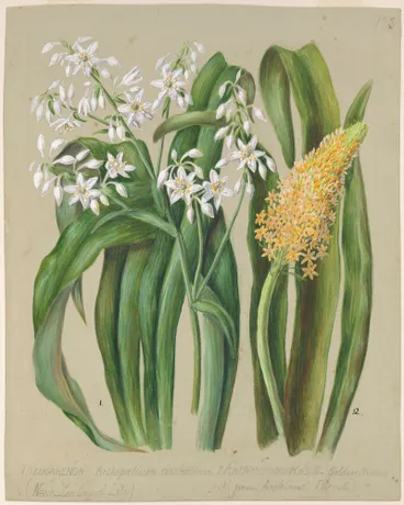 Image: Arthropodium cirratum; Bulbinella rossii