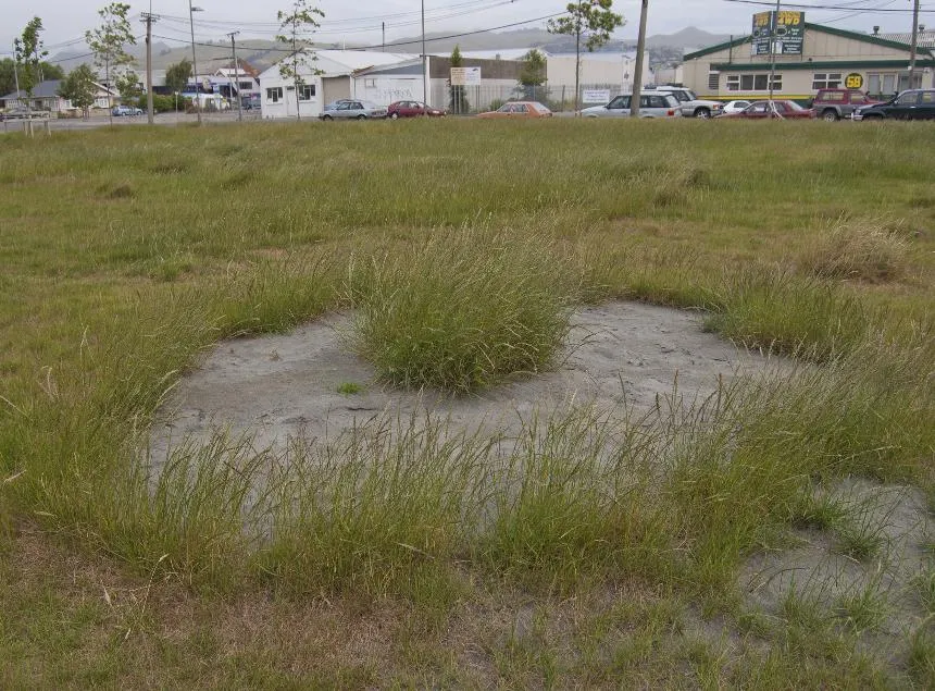 Lolium perenne L. - perennial ryegrass