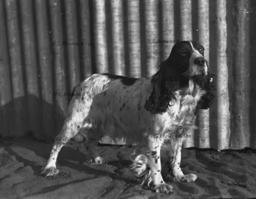 Image: Spaniel dog (PB0801/5)