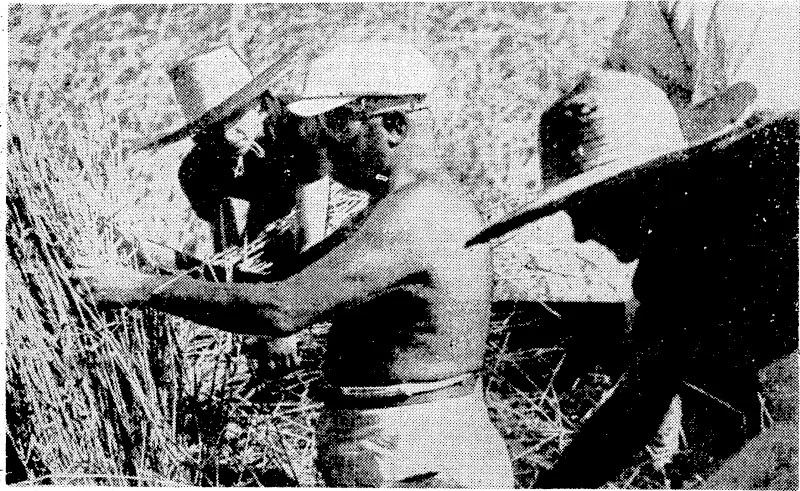 Signor Mussolini, who glories- in physical feats, strips to the waiit to aid in the harvesting of wheat on a farm in the reclaimed marshes of the Agraromano this autumn. (Evening Post, 15 October 1938)