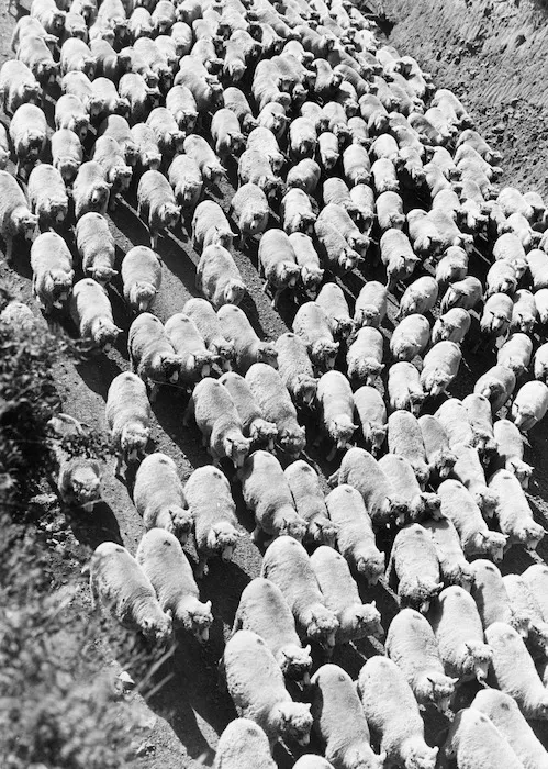 Droving sheep