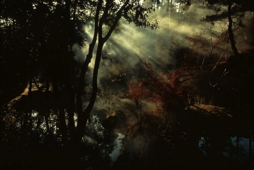 Japan Series: Misty Trees