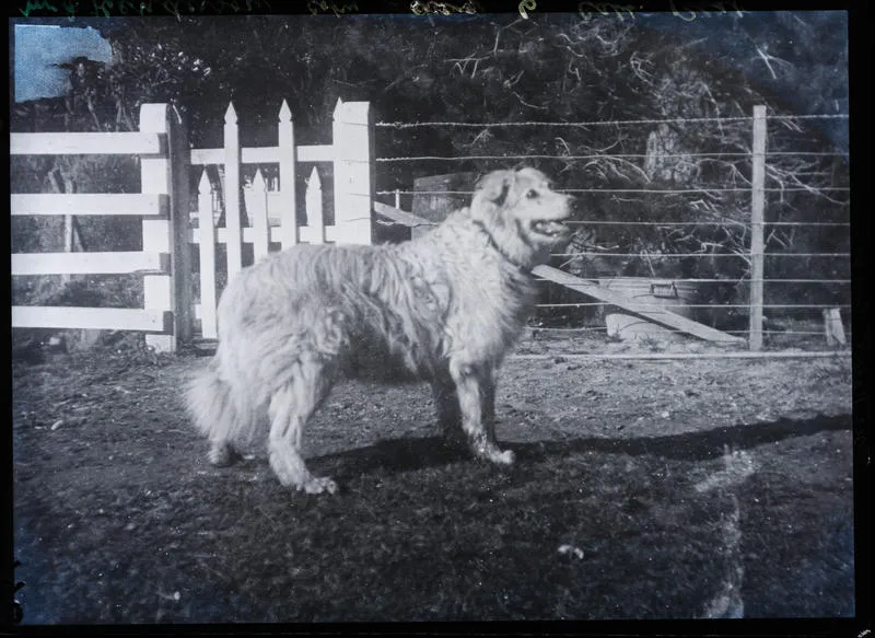 Glass Plate Negative: Dog (copy)