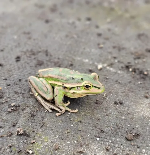 Green-and-Golden Bell Frog