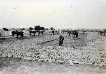 Horses at Featherston Military Training Camp : digital image