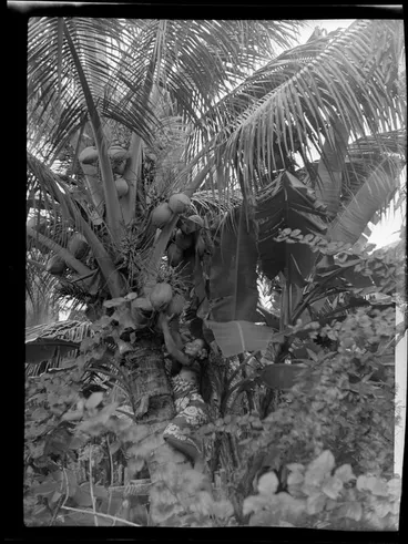 Image: Unidentified woman picking coconut, Samoa