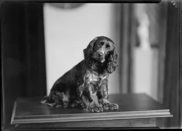 Image: Swainson, Dog