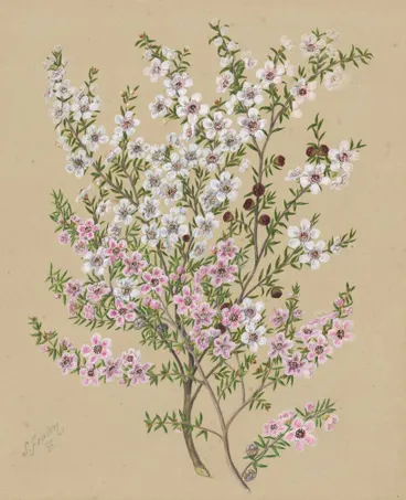 Image: Manuka