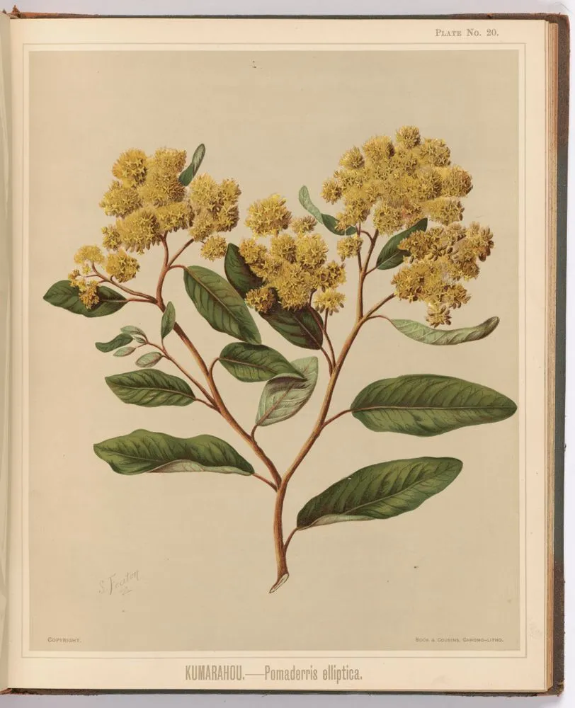 Kumarahou. - Pomaderris elliptica. Plate 20. From the book: The art album of New Zealand flora : being a systematic and popular description of the native flowering plants of New Zealand and the adjacent islands : volume 1;.