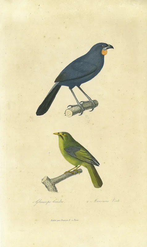 South Island Kōkako (Callaeas cinerea), ‘Glaucope Cendré’, from Compléments de Buffon, Races humaines et mammifères. Volume 2, Deuxième Edition
