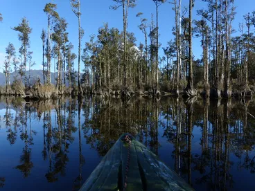 Gliding Into The Wetland Image: Gliding Into The Wetland