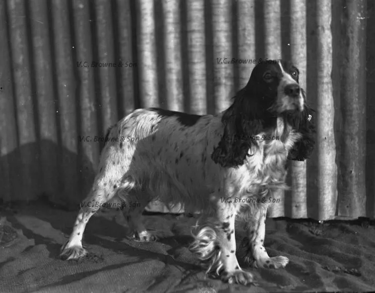 Spaniel dog (PB0801/5)