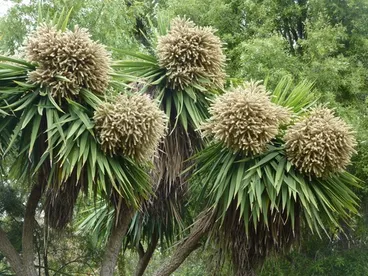 Image: Cabbage Tree