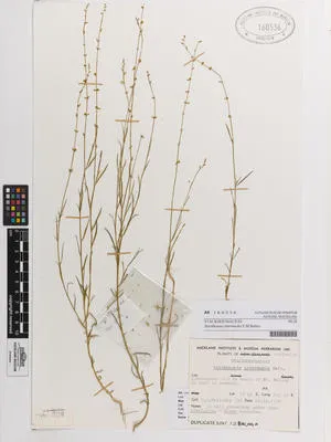 Stackhousia intermedia