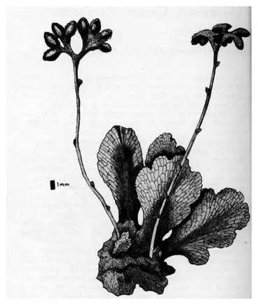 Image: Thallus of Marchasta bearing archegoniophres. Drawn by Nancy Adams