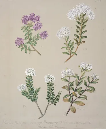 Image: [Veronica (4 species)]