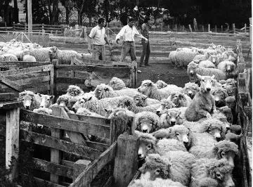 Yarding sheep at Kahumingi