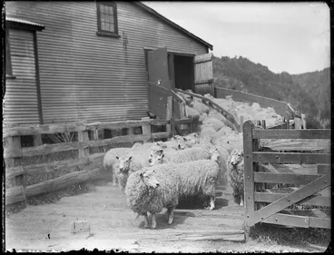 Image: Sheep waiting to be shorn at Mangatoi Station