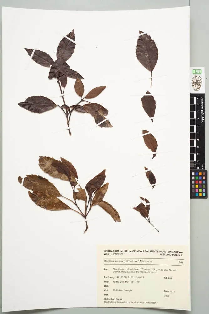 raukawa, Raukaua simplex (G.Forst.) A.D.Mitch. et al.