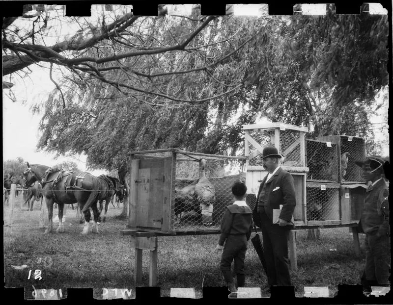 Poultry stand, A & P Show, 1896.