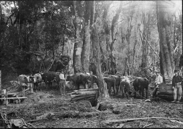 Image: Timber industry; bullock team in action. [P3-3-7]