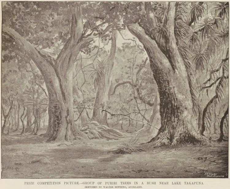 Prize competition picture - Group of Puriri trees in a bush near Lake Takapuna