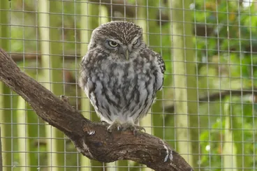 Cheveche d'Athéna Image: Cheveche d'Athéna