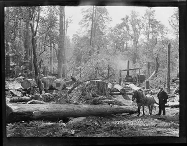 Image: Tree felling, [William Williams?] and men within a lumber camp using horses and steam operated winches to retrieve felled tree from deep within an unknown forest for transporting to a sawmill, Kakahi District, Manawatu-Whanganui Region