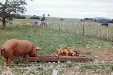 Image: Pig with piglets: photograph