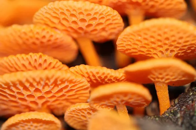Orange pore fungi (Favolaschia calocera)