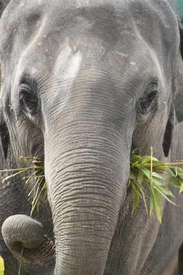 Image: Asian Elephant