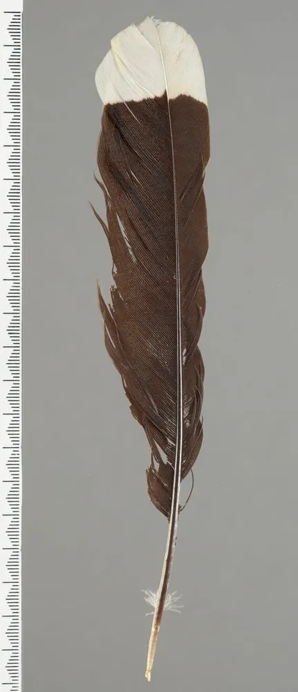 Huia feather