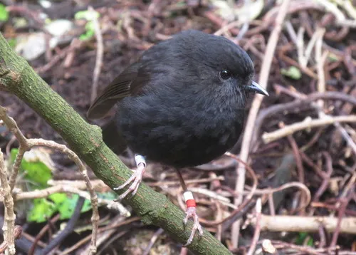 Black Robin - 