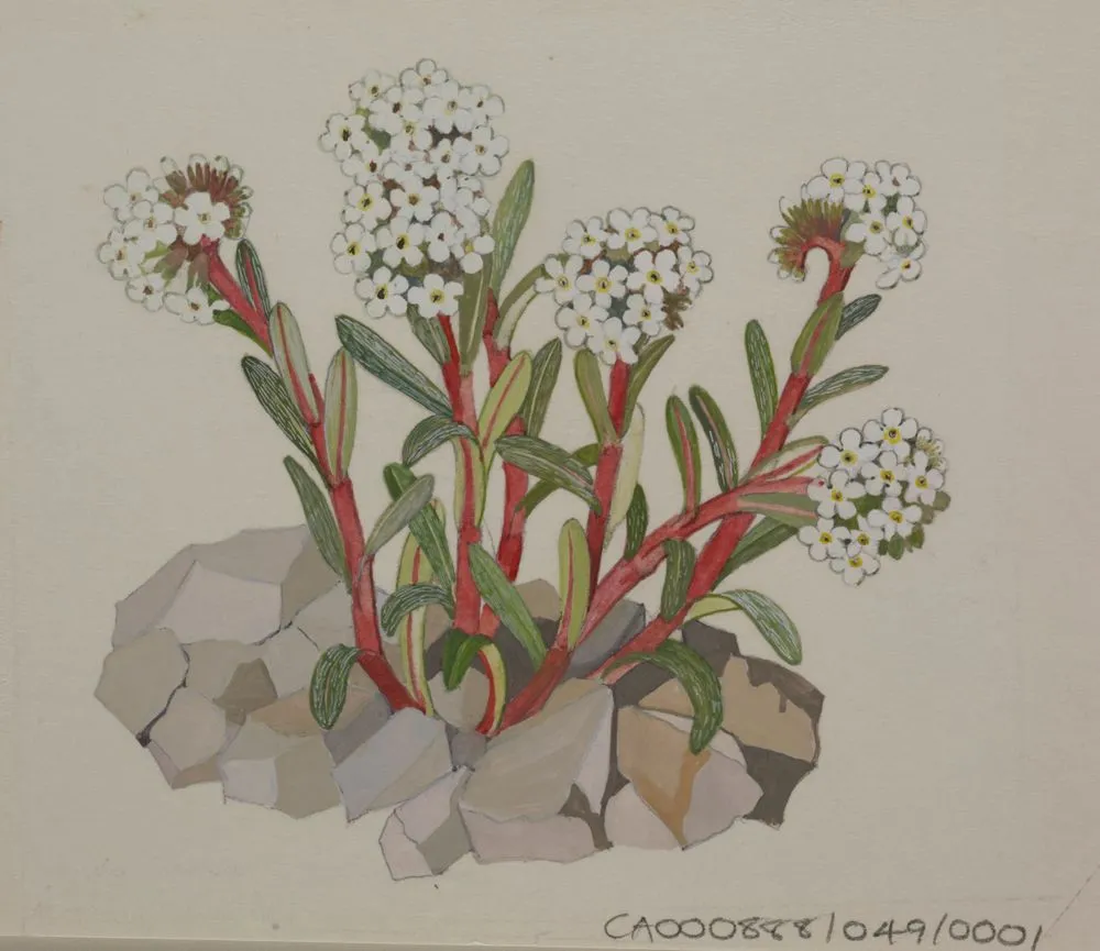 Watercolour of mountain flowers (Myosotis traversii), published on Plate 82 of New Zealand Alpine Plants (1973).