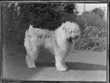 Image: English sheep dog