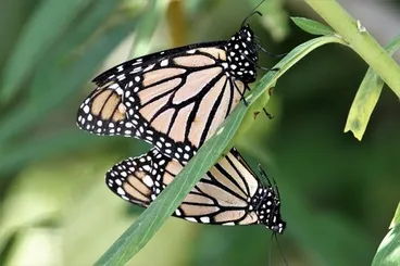 Image: Monarch