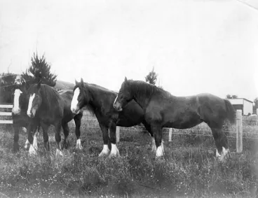 Clydesdale Mares Image: Clydesdale Mares