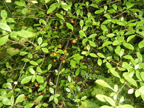 Coprosma foetidissima