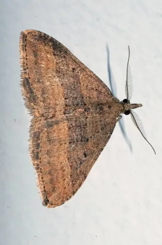 Epyaxa venipunctata