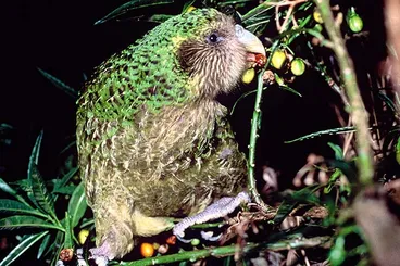Image: Kākāpō