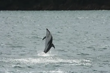 Image: Dusky Dolphin