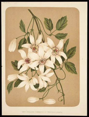Image: Artist unknown :New Zealand clematis (c. indivisa lobata). The Garden [1878].