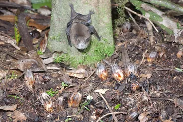 Image: Short-tailed bat (Mystacina tuberculata) and Wood Rose (Dactylanthus taylorii)
