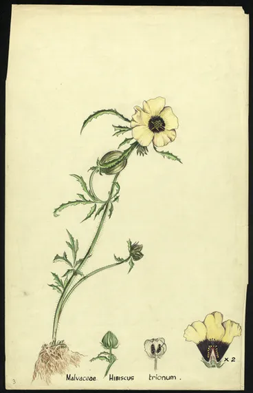 Image: Hibiscus trionum