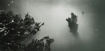 Image: Untitled VI. From: Te hikoi ō Kati Kuri | The journey of Kati Kuri - Kaikoura