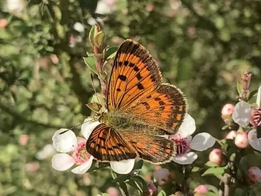 Image: Copper Butterflies