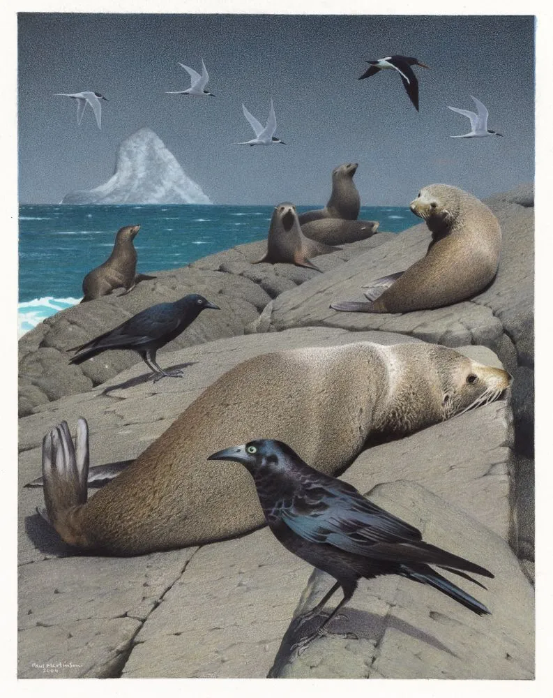 Chatham Islands Raven. Corvus moriorum. From the series: Extinct Birds of New Zealand.