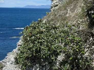 Image: Marlborough Rock Daisy