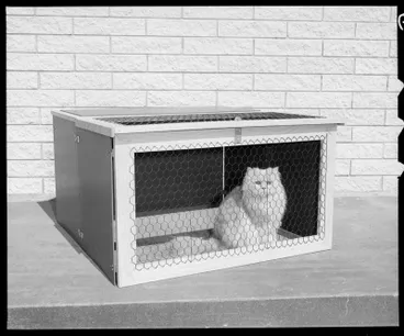 Image: Sampson, Cat