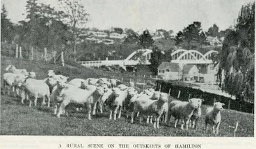 Image: A rural scene on the outskirts of Hamilton